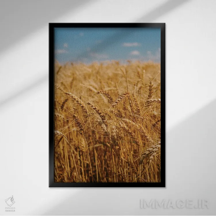 تابلو مزارع گندم تابستانی اثر بثانی یانگ - نمای قابدار مشکی