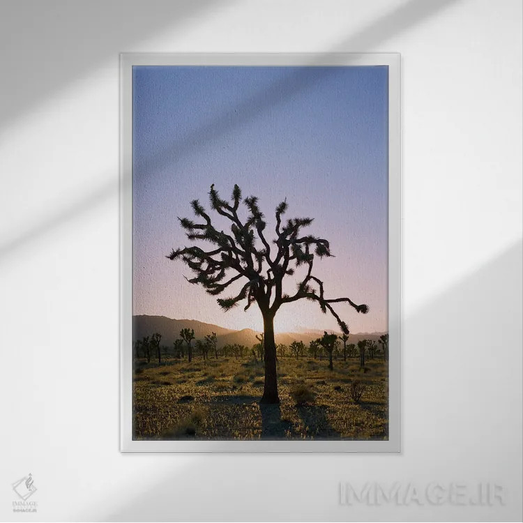 تابلو غروب جاشوا تری ۲ اثر بثانی یانگ - نمای قابدار سفید