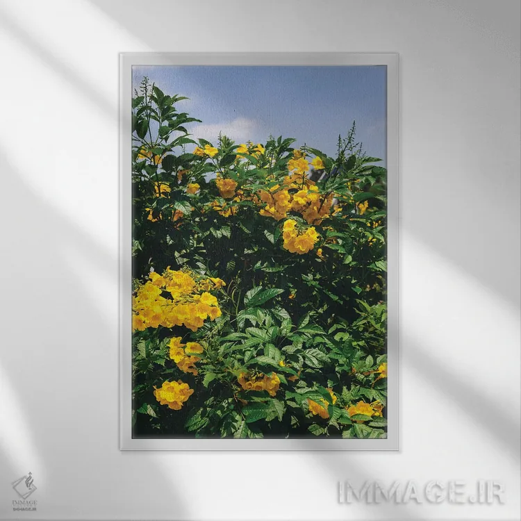 تابلو شکوفههای آستین اثر بثانی یانگ - نمای قابدار سفید