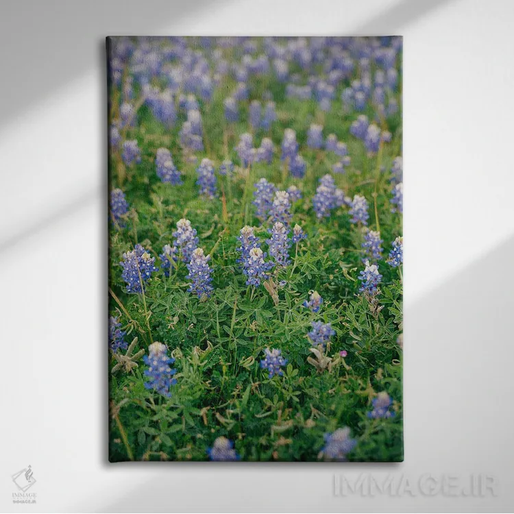 تابلو مزرعه گل بلوبونت تگزاس اثر بثانی یانگ - نمای روبهرو روی دیوار