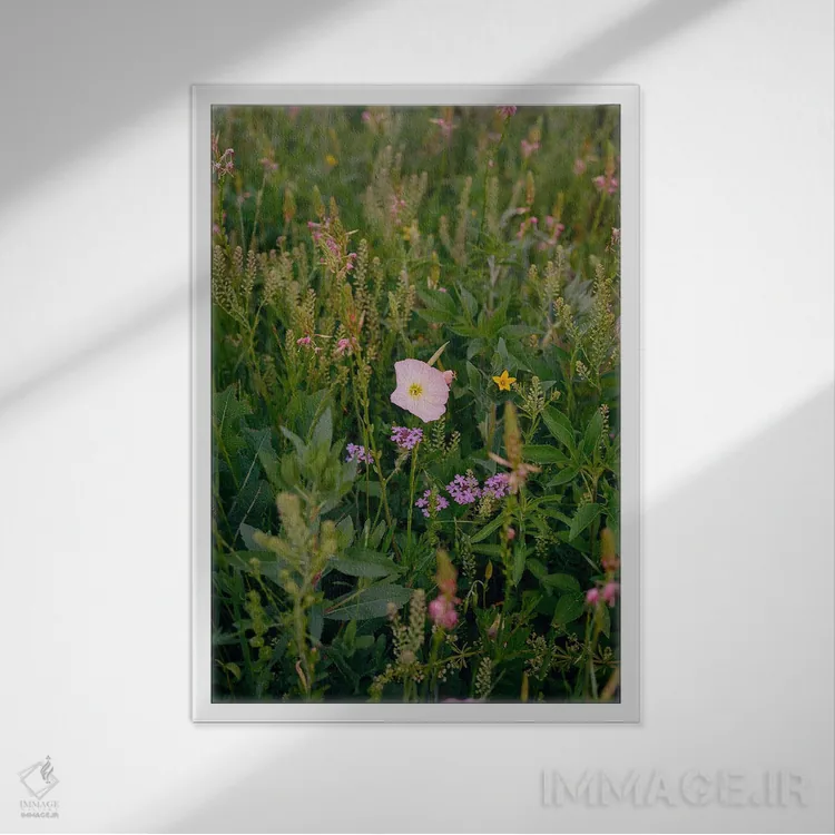 تابلو گل وحشی تگزاس اثر بثانی یانگ - نمای قابدار سفید