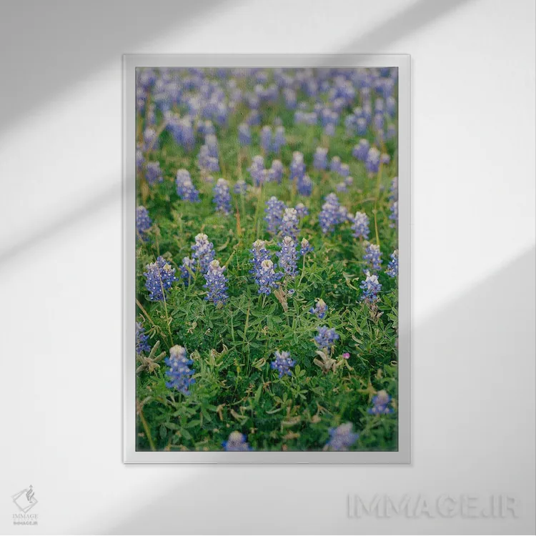 تابلو مزرعه گل بلوبونت تگزاس اثر بثانی یانگ - نمای قابدار سفید