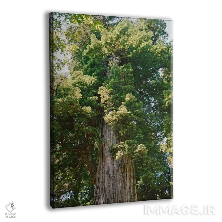 تابلو جنگل ردوود کالیفرنیا روی نگاتیو اثر بثانی یانگ - نمای پرسپکتیو محصول