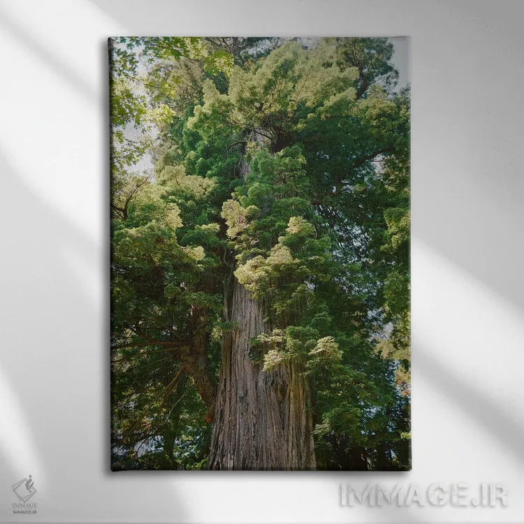 تابلو جنگل ردوود کالیفرنیا روی نگاتیو اثر بثانی یانگ - نمای روبهرو روی دیوار