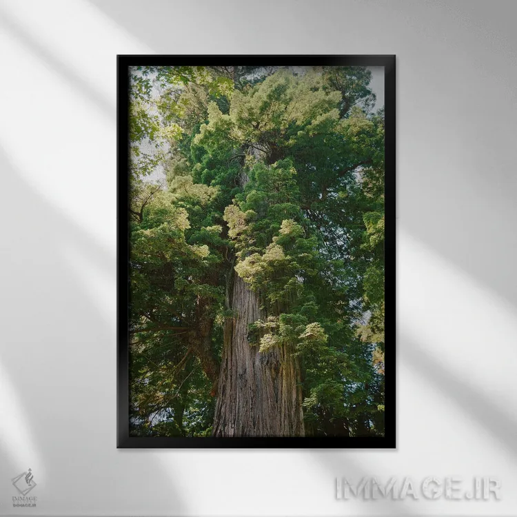 تابلو جنگل ردوود کالیفرنیا روی نگاتیو اثر بثانی یانگ - نمای قابدار مشکی