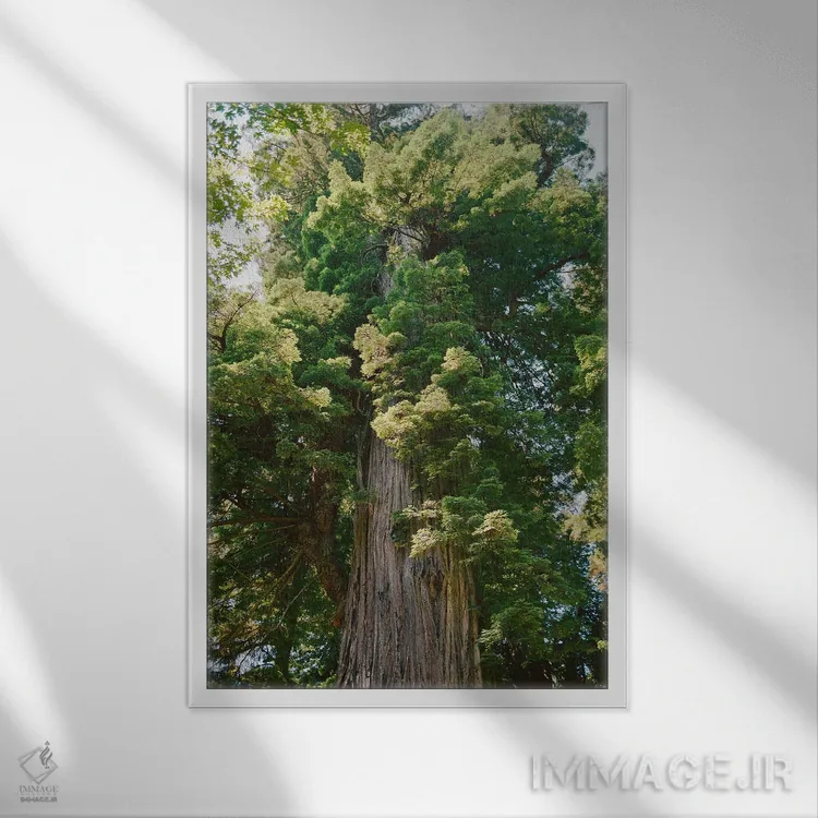 تابلو جنگل ردوود کالیفرنیا روی نگاتیو اثر بثانی یانگ - نمای قابدار سفید