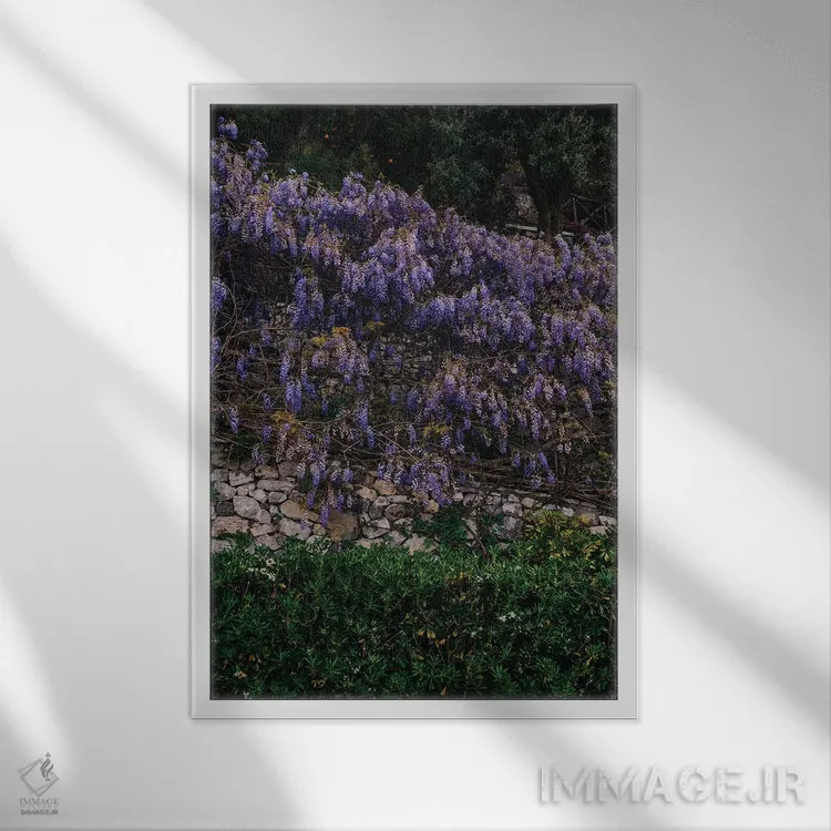 تابلو شکوفههای ساحل آمالفی ۵ اثر بثانی یانگ - نمای قابدار سفید