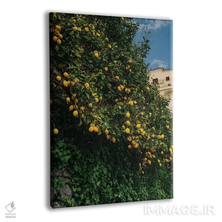 تابلو لیموهای ساحل آمالفی شماره دو اثر بثانی یانگ - نمای پرسپکتیو محصول