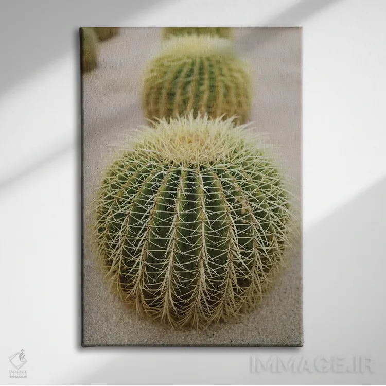 تابلو کاکتوس کبو چهار اثر بثانی یانگ - نمای روبهرو روی دیوار