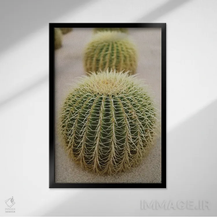 تابلو کاکتوس کبو چهار اثر بثانی یانگ - نمای قابدار مشکی