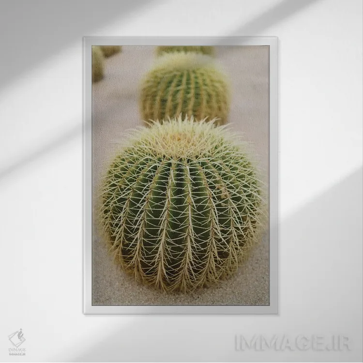 تابلو کاکتوس کبو چهار اثر بثانی یانگ - نمای قابدار سفید