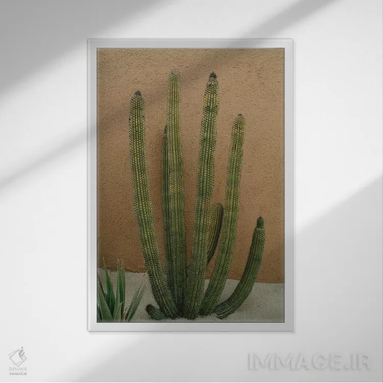 تابلو کاکتوس کبو یازده اثر بثانی یانگ - نمای قابدار سفید