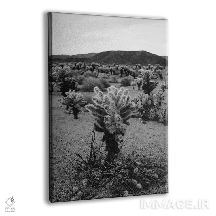 تابلو باغ کاکتوس چولا پنج اثر بثانی یانگ - نمای پرسپکتیو محصول