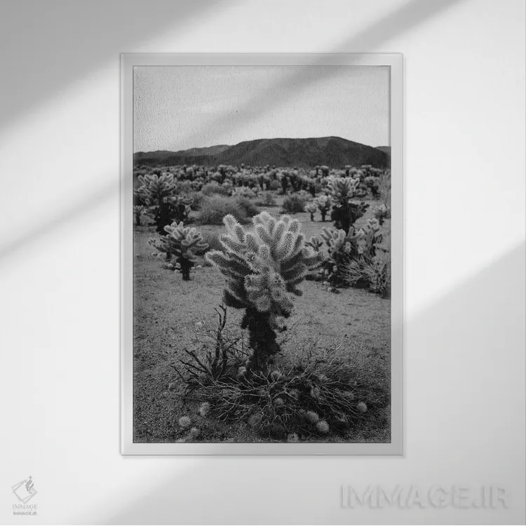 تابلو باغ کاکتوس چولا پنج اثر بثانی یانگ - نمای قابدار سفید