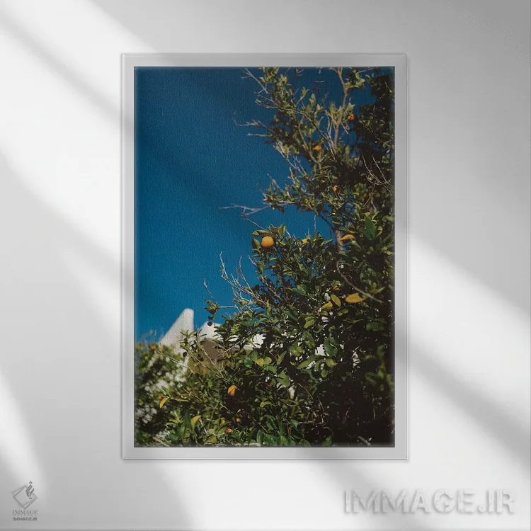 تابلو درخت پرتقال کالیفرنیا اثر بثانی یانگ - نمای قابدار سفید