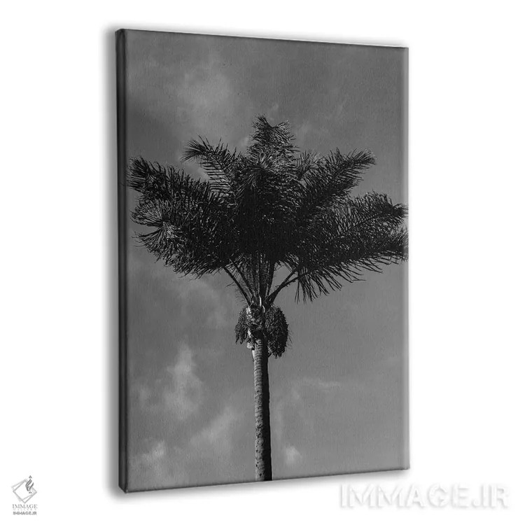 تابلو نخل سیاه و سفید اثر بثانی یانگ - نمای پرسپکتیو محصول