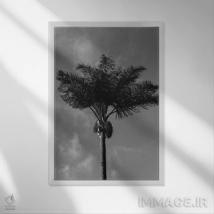 تابلو نخل سیاه و سفید اثر بثانی یانگ - نمای قابدار سفید