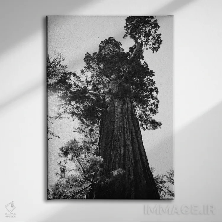 تابلو پارک ملی سکویا نهم اثر بثانی یانگ - نمای روبهرو روی دیوار