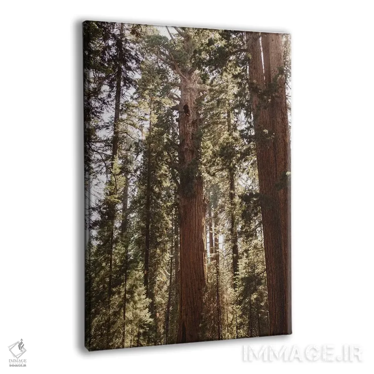 تابلو پارک ملی سکویا چهاردهم اثر بثانی یانگ - نمای پرسپکتیو محصول