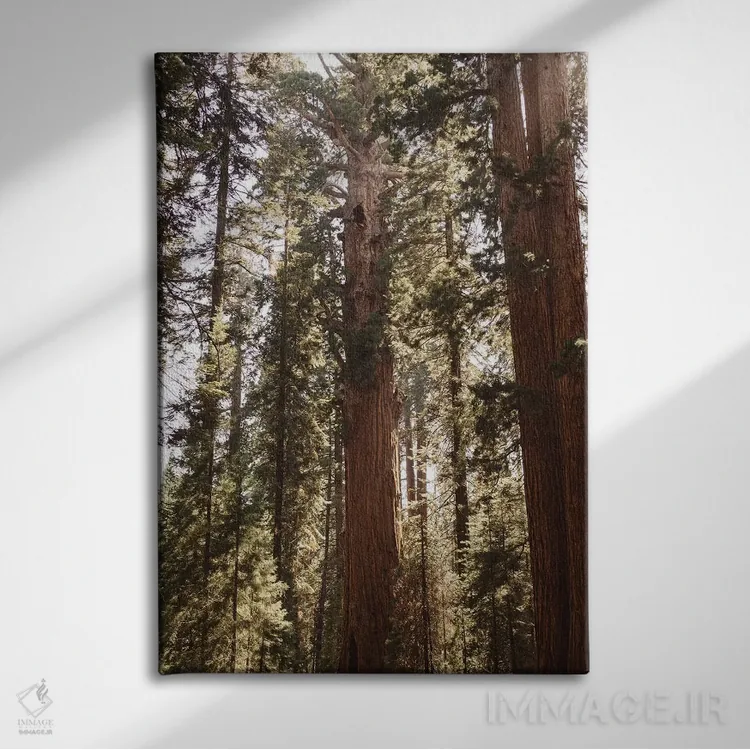 تابلو پارک ملی سکویا چهاردهم اثر بثانی یانگ - نمای روبهرو روی دیوار