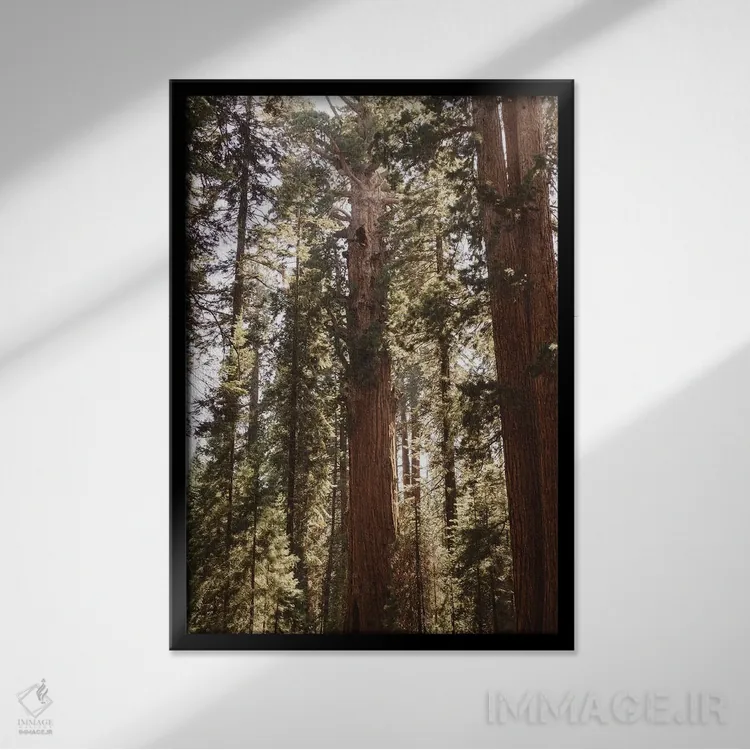 تابلو پارک ملی سکویا چهاردهم اثر بثانی یانگ - نمای قابدار مشکی