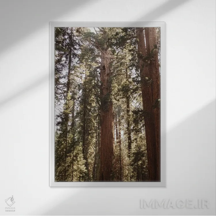 تابلو پارک ملی سکویا چهاردهم اثر بثانی یانگ - نمای قابدار سفید