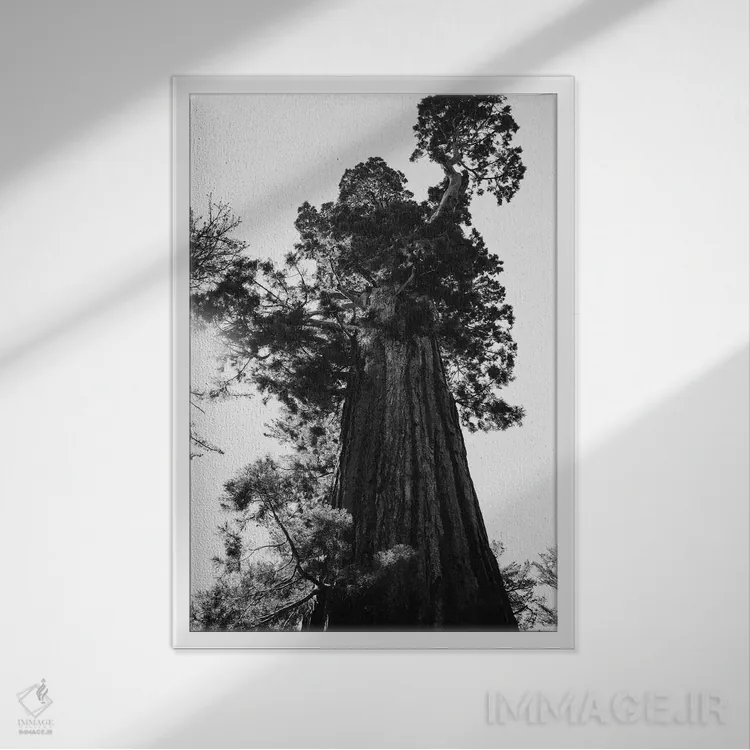 تابلو پارک ملی سکویا نهم اثر بثانی یانگ - نمای قابدار سفید