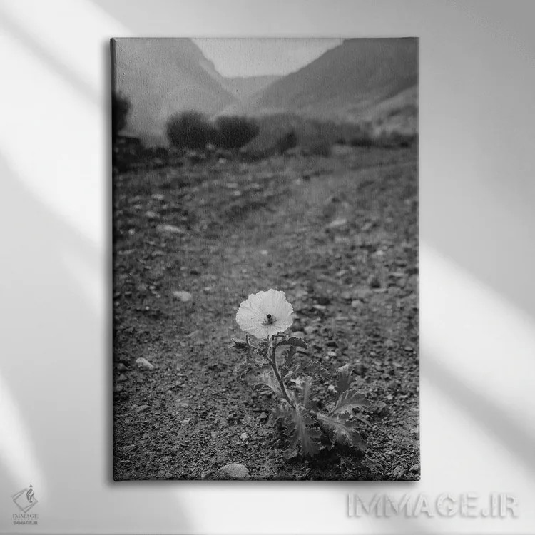 تابلو شکوفه یوسیمیتی سیاه و سفید اثر بثانی یانگ - نمای روبهرو روی دیوار