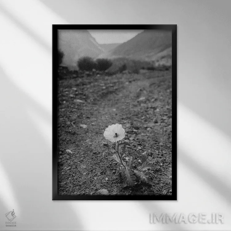 تابلو شکوفه یوسیمیتی سیاه و سفید اثر بثانی یانگ - نمای قابدار مشکی