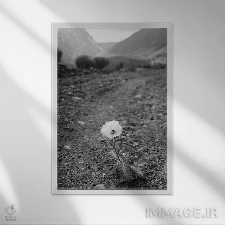 تابلو شکوفه یوسیمیتی سیاه و سفید اثر بثانی یانگ - نمای قابدار سفید