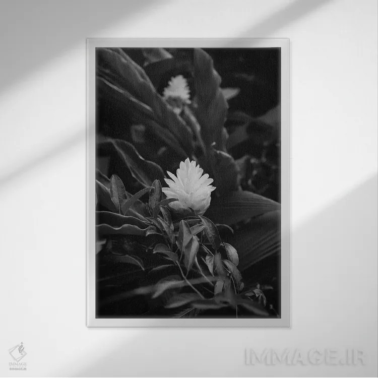 تابلو هاوایی گرمسیری سیاه و سفید اثر بثانی یانگ - نمای قابدار سفید