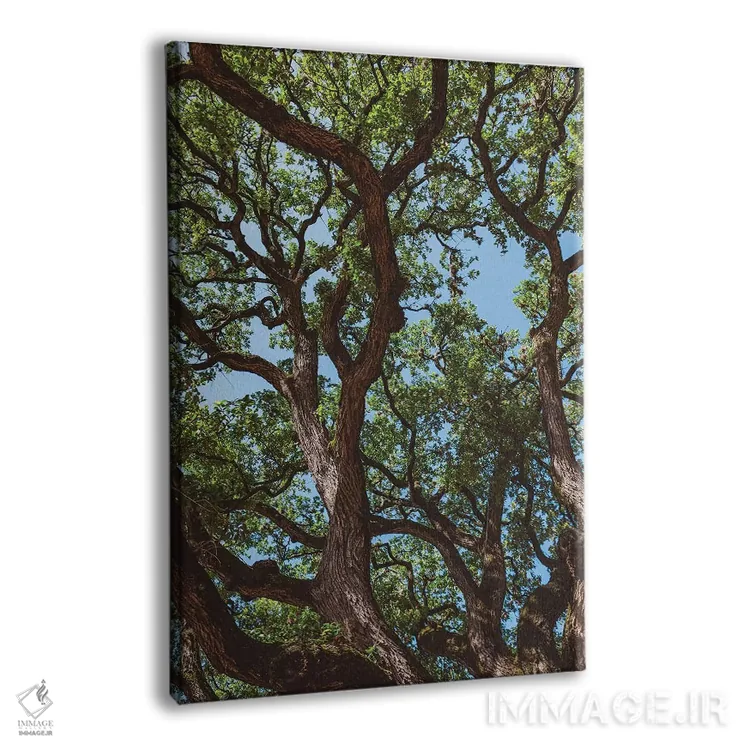 تابلو درختان پنبهزار تگزاس اثر بثانی یانگ - نمای پرسپکتیو محصول