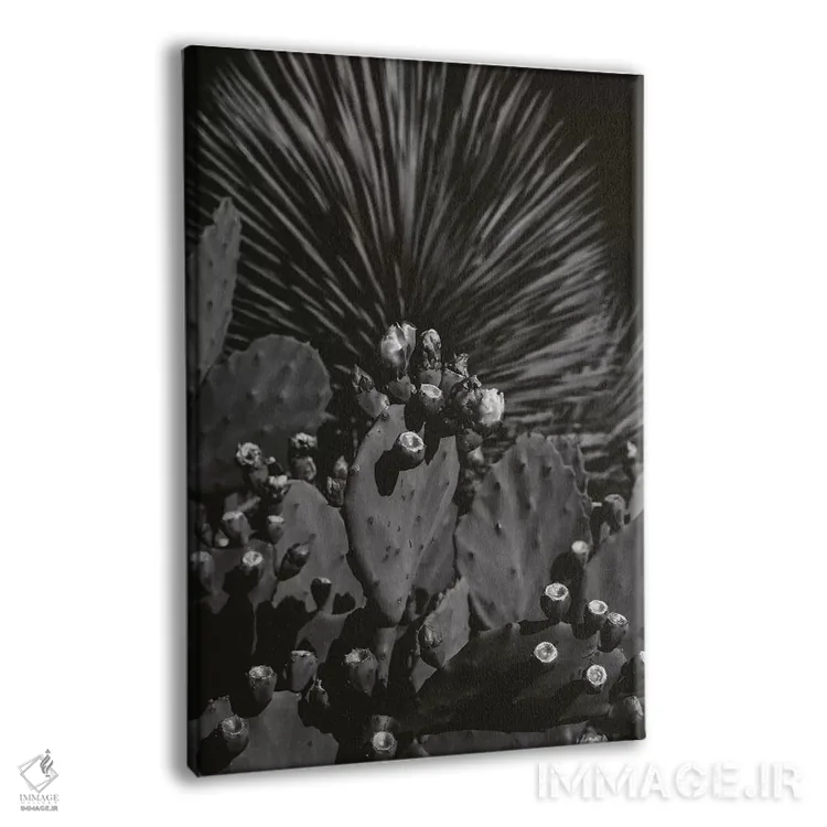 تابلو کاکتوس سیاه و سفید اثر بثانی یانگ - نمای پرسپکتیو محصول