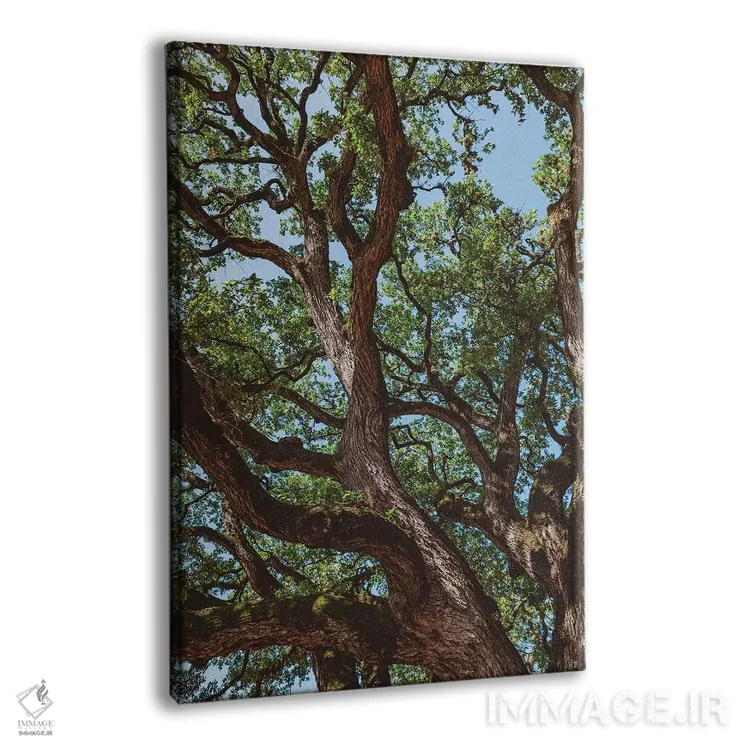 تابلو پنبهزار تگزاس اثر بثانی یانگ - نمای پرسپکتیو محصول