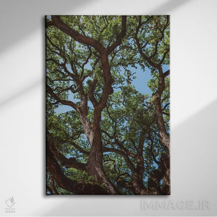 تابلو درختان پنبهزار تگزاس اثر بثانی یانگ - نمای روبهرو روی دیوار