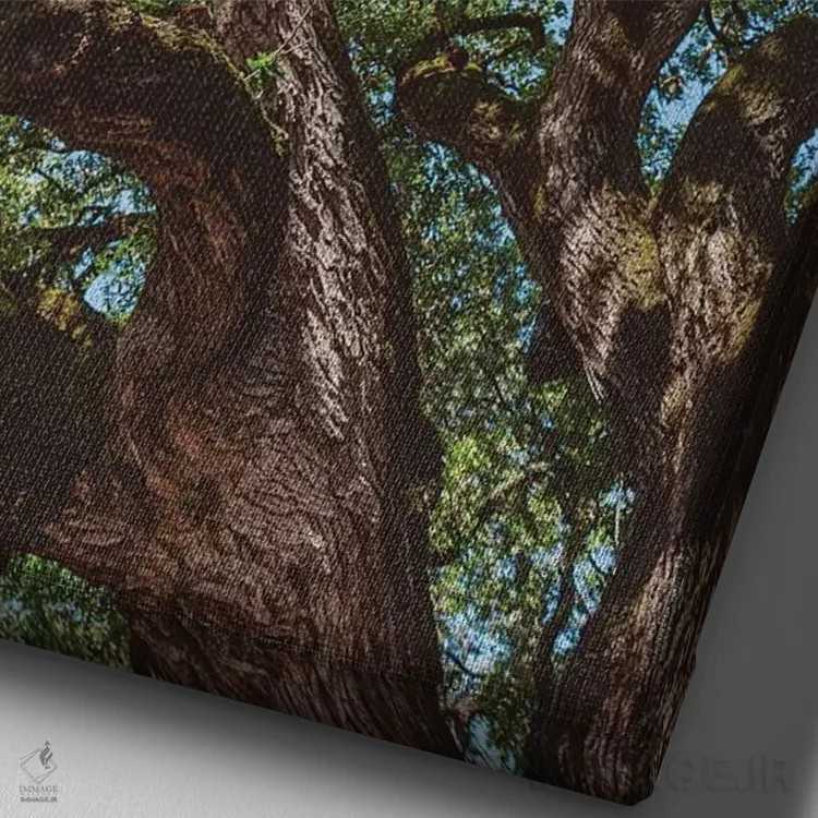 تابلو پنبهزار تگزاس اثر بثانی یانگ - نمای نزدیک بافت بوم