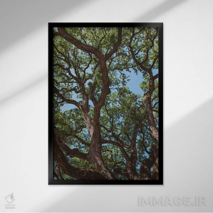 تابلو درختان پنبهزار تگزاس اثر بثانی یانگ - نمای قابدار مشکی