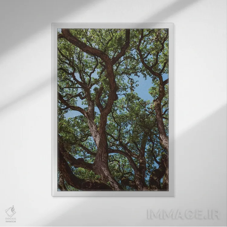 تابلو درختان پنبهزار تگزاس اثر بثانی یانگ - نمای قابدار سفید