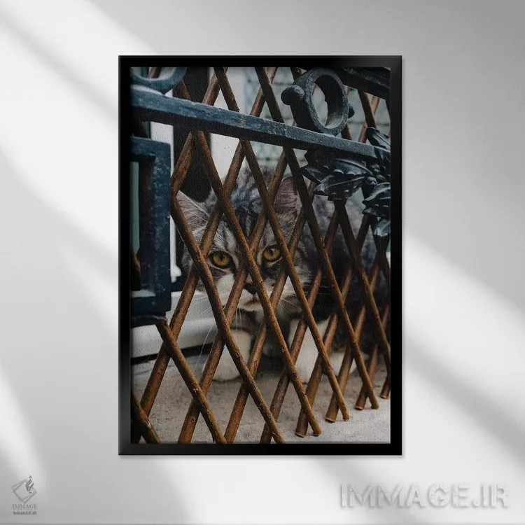 تابلو گربهها (فرانسوی) اثر بثانی یانگ - نمای قابدار مشکی