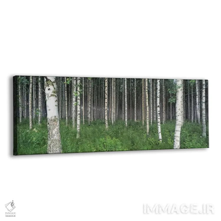 تابلو Punkaharju, Finland,جنگل توس، پونکاهارجو، فنلاند اثر پانورامیک ایمجز (استودیو عکاسی عریض) - نمای پرسپکتیو محصول