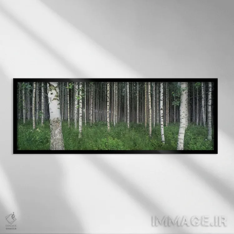 تابلو Punkaharju, Finland,جنگل توس، پونکاهارجو، فنلاند اثر پانورامیک ایمجز (استودیو عکاسی عریض) - نمای قابدار مشکی