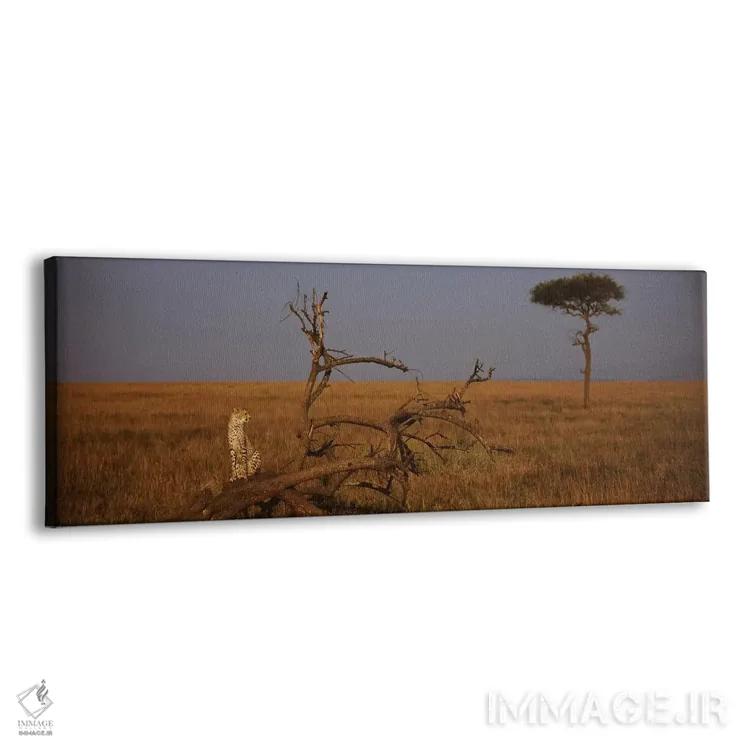 تابلو Maasai Mara National Reserve, Rift Valley, Kenya,یوزپلنگ آفریقایی تنها، ذخیرهگاه ملی ماسایی مارا، دره ریفت، کنیا اثر پانورامیک ایمجز (استودیو عکاسی عریض) - نمای پرسپکتیو محصول