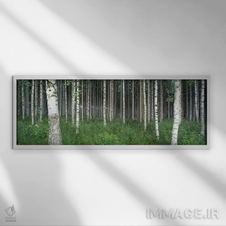 تابلو Punkaharju, Finland,جنگل توس، پونکاهارجو، فنلاند اثر پانورامیک ایمجز (استودیو عکاسی عریض) - نمای قابدار سفید