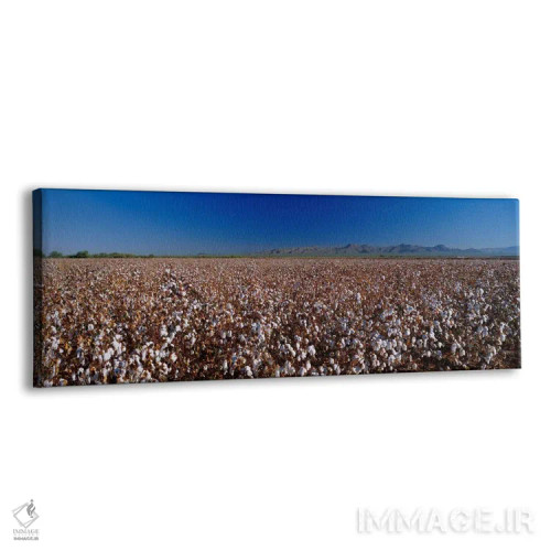 تابلو مزرعه پنبه اثر پانورامیک ایمجز (استودیو عکاسی عریض) - نمای پرسپکتیو محصول
