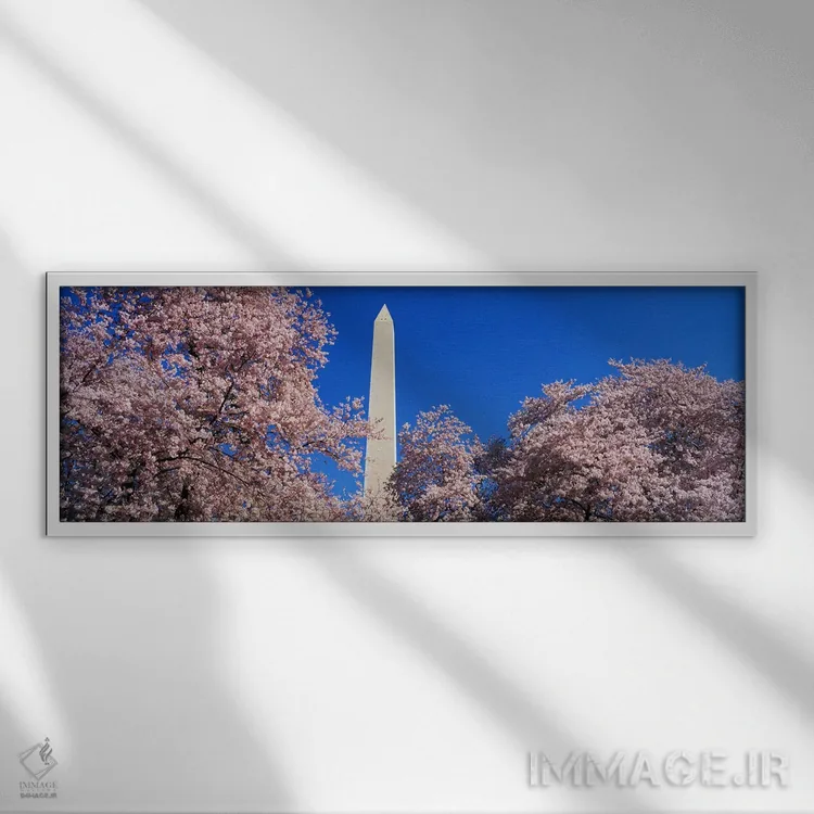 تابلو شکوفههای گیلاس در بنای واشنگتن اثر پانورامیک ایمجز (استودیو عکاسی عریض) - نمای قابدار سفید