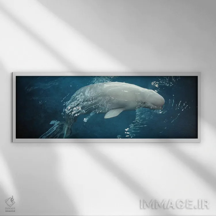 تابلو Chicago, Illinois, USA,نمای نزدیک از یک نهنگ بلوگا در آکواریوم شد، شیکاگو، ایلینوی، آمریکا اثر پانورامیک ایمجز (استودیو عکاسی عریض) - نمای قابدار سفید