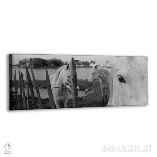 تابلو Camargue, France,اسبها، کامارگ، فرانسه اثر پانورامیک ایمجز (استودیو عکاسی عریض) - نمای پرسپکتیو محصول