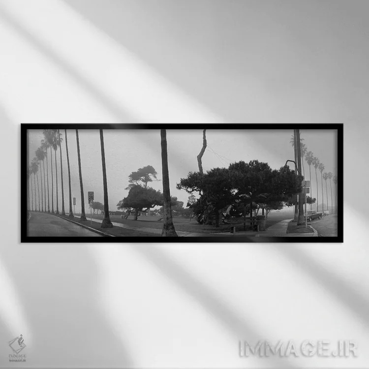 تابلو San Diego, California,درختان نخل و مه، سندیهگو، کالیفرنیا اثر پانورامیک ایمجز (استودیو عکاسی عریض) - نمای قابدار مشکی