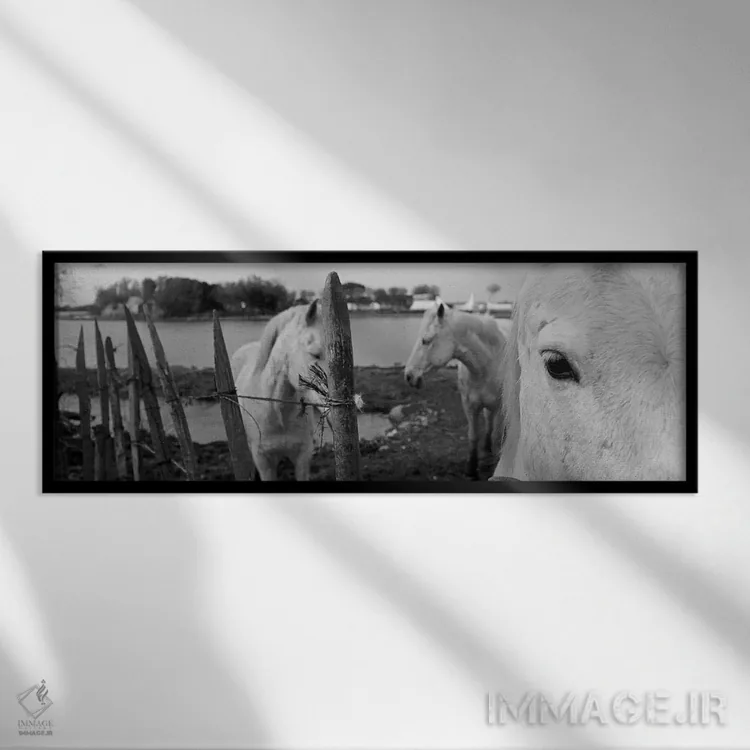 تابلو Camargue, France,اسبها، کامارگ، فرانسه اثر پانورامیک ایمجز (استودیو عکاسی عریض) - نمای قابدار مشکی