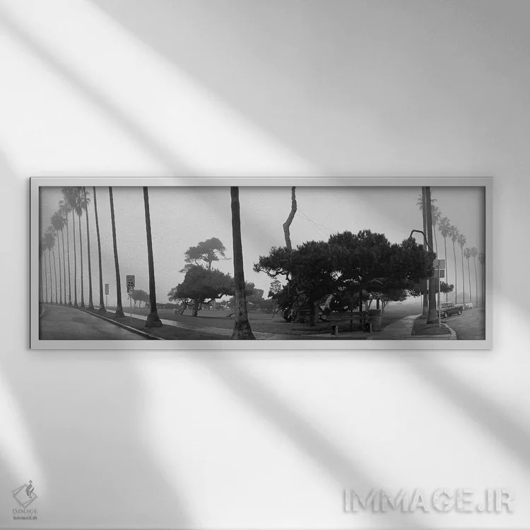 تابلو San Diego, California,درختان نخل و مه، سندیهگو، کالیفرنیا اثر پانورامیک ایمجز (استودیو عکاسی عریض) - نمای قابدار سفید